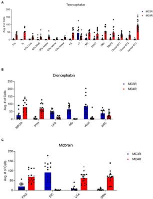 Melanocortin receptor 3 and 4 mRNA expression in the adult female Syrian hamster brain